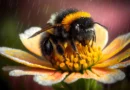 This common pesticide may be quietly wiping out future bumblebees