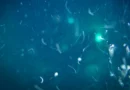 Deep-sea life has a secret food source scientists never expected