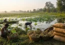 Makhana Farming Profit Per Acre: Complete Fox Nut Farming Project Report, Cost, and Income