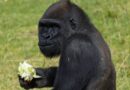 12-year-old gorilla gets what may be the world’s first skull surgery of its kind
