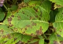Brown Spots on Hydrangea Leaves: Causes, Treatment, and Prevention