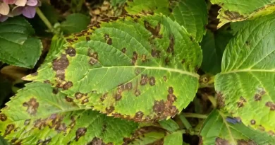 Brown Spots on Hydrangea Leaves: Causes, Treatment, and Prevention