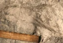 1.4-million-year-old footprints reveal a surprisingly large human relative