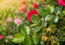 Black Spots on Rose Leaves: Causes, Treatment & Prevention