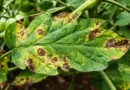 Brown Spots on Tomato Leaves? 9 Causes and How to Save Your Plant