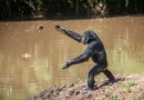 Chimpanzees have been hurling rocks at the same trees for more than a decade