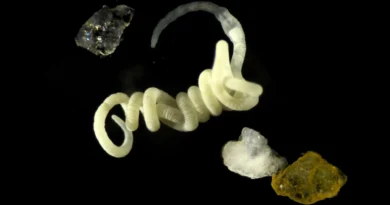 Animals have been eating nature’s original bioplastic for millions of years