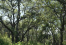 2,300-acre Napa Ranch bought for $24M after 17-year vineyard battle