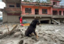 Nepal tragedy: Owners missing, dog refuses to leave flood-hit Trishuli home