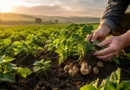The “Regenerative Paradox”: When Farming Claims Sustainability but Delivers Greenwashing 
