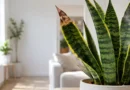 Snake Plant Brown Tips: Causes, Treatment, and Prevention Guide