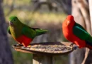 Bird flu is spreading. Your backyard feeder could make it worse