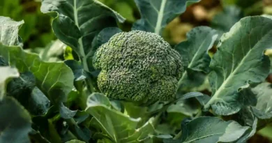 Why Are My Broccoli Heads So Small? 9 Reasons and How to Grow Bigger Heads