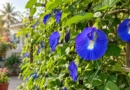 Aparajita Plant Benefits & Vastu: Complete Care, Growing & Propagation Guide