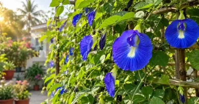 Aparajita Plant Benefits & Vastu: Complete Care, Growing & Propagation Guide