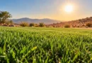 15 Best Drought-Tolerant Grass Seeds for Hot, Dry Climates