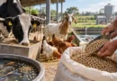 Feed Cost Calculator – Calculate Livestock, Poultry & Fish Feed Costs