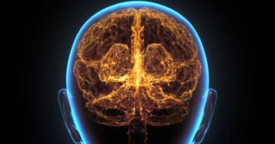 Hidden “immune organ” in the skull may help fight brain cancer