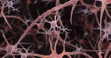 Textbooks may have misdrawn this basic brain structure for 100 years