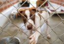 From rescuing ‘rez dogs’ to opening a shelter: How June Thomas changed 200 lives in Manitoba