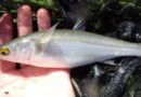 Tasmania removed invasive rice grass; fish species more than doubled in 3 years