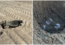 An olive ridley sea turtle lays eggs on Southern California beach for first time in recorded history