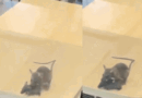 Rats filmed running across tables at Rajkot McDonald's, civic body takes action