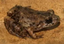 Scientists discover a mysterious new frog hiding in the Amazon