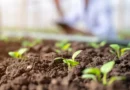 New soil test could reveal how soil microbes help feed plants