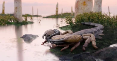 A coffee-table-size scorpion roamed Earth before forests existed
