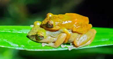 This “new” frog was hiding in plain sight for 100 years