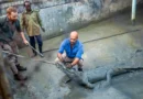 Crocodiles are famous for finding their way home. These ones didn’t