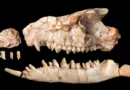 Scientists were wrong about this strange mammal for nearly 40 years