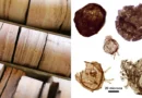 1.7-billion-year-old fossils reveal a crucial clue to the rise of complex life