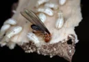 New chemical wipes out 95% of termites without harming humans