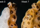 A simple touch can bring dying corals back to life in just 7 weeks