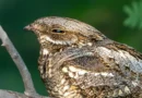 This bird flies thousands of miles, but its wings have a catch