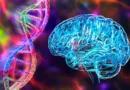 Why some people escape Alzheimer’s despite carrying a high-risk gene