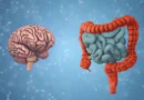 Your gut bacteria may reveal how fast your brain is aging