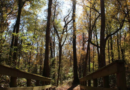 Georgia begins 10-year restoration of 132 acres at Towaliga Preserve