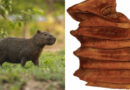 9-million-year-old capybara relative found in Atacama hints desert was once wet