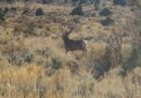 Nevada’s ‘lost’ species raise extinction fears as new journal tracks missing plants and animals