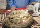 8.5-kg python rescued with tumour, operated for 2 hours in Chhattisgarh