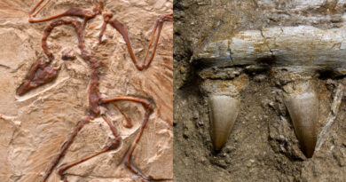 150-million-year-old bird had tiny wings and dinosaur-like teeth