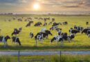 Florida commits $8.7 million to preserve two working ranches