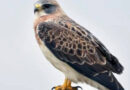 Rare hawks nest in California county after 30 years as abandoned farmland gets a new life