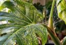 Spider Mites on Monstera: Why They Keep Coming Back and How to Stop Them